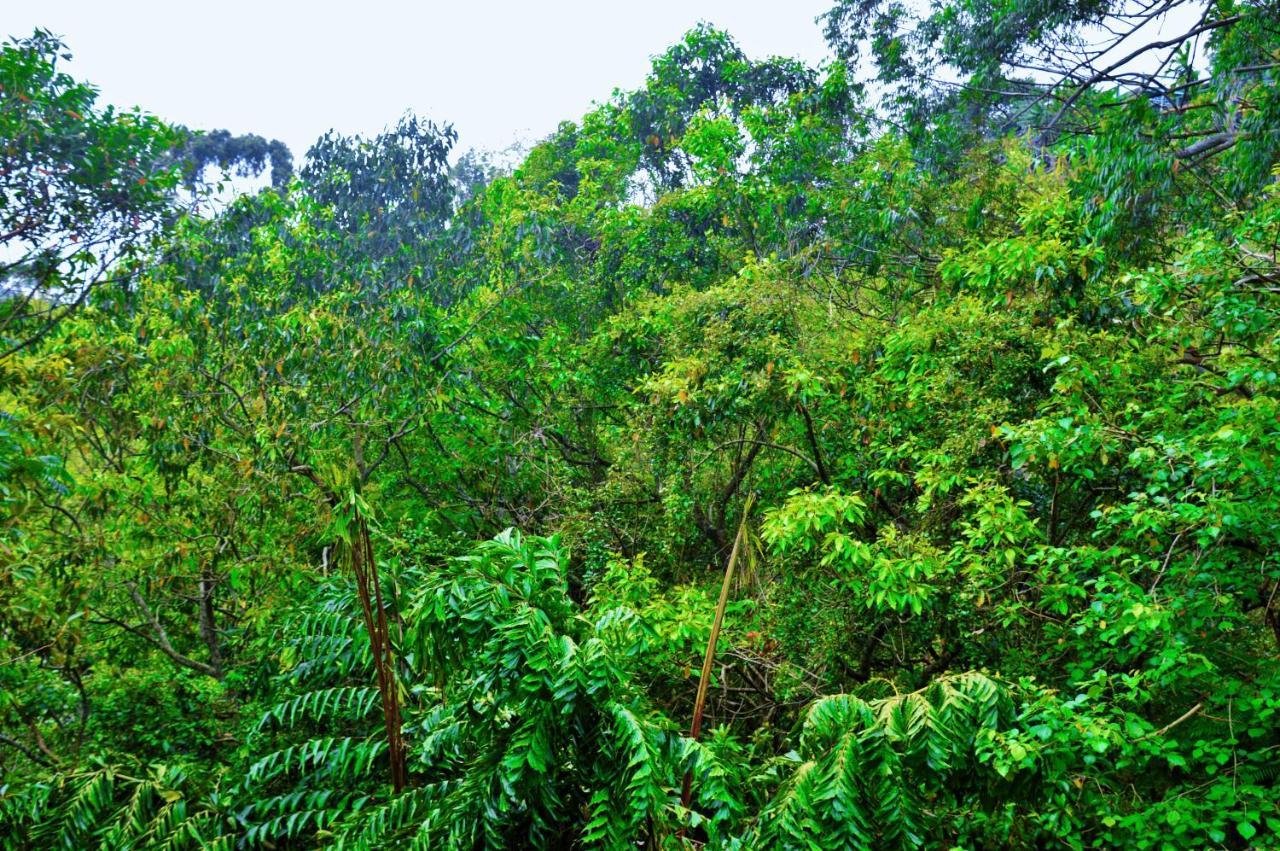 Ella Green Cottages Ngoại thất bức ảnh