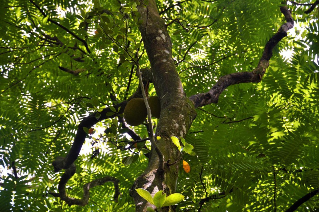 Ella Green Cottages Ngoại thất bức ảnh