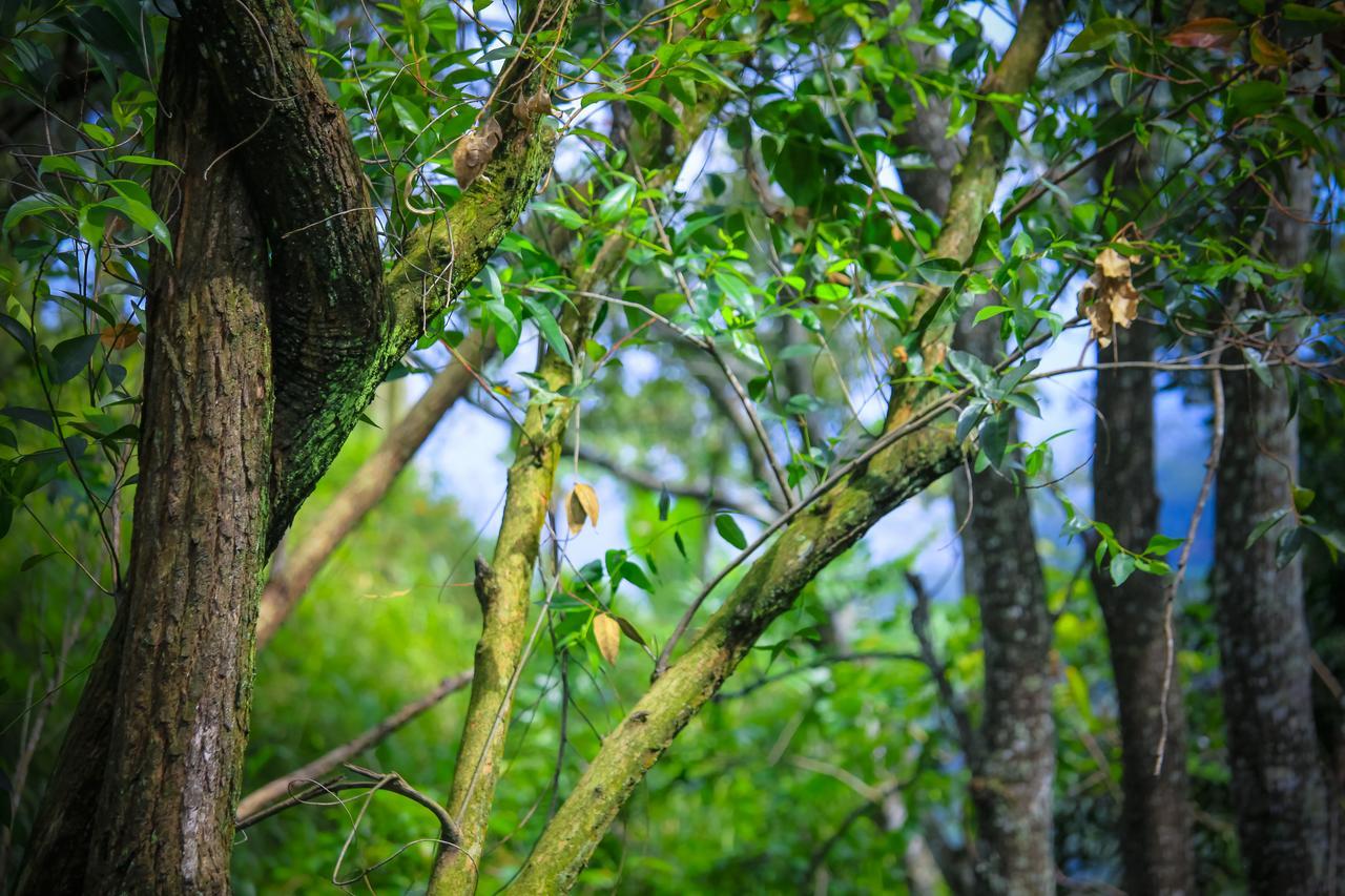 Ella Green Cottages Ngoại thất bức ảnh
