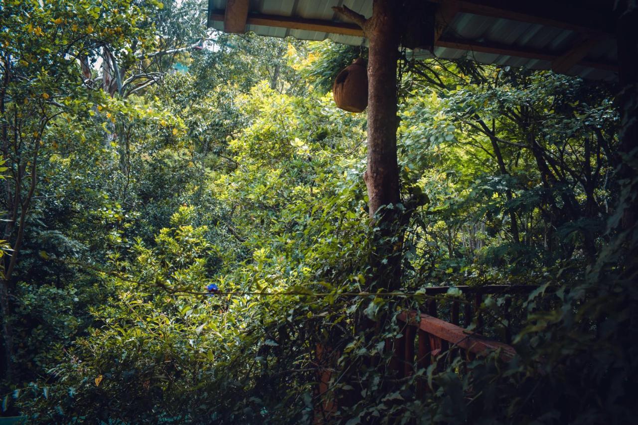 Ella Green Cottages Ngoại thất bức ảnh